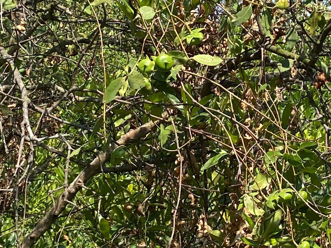 Ekowisata Mangrove Wonorejo-泗水必去景点