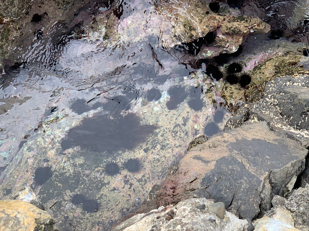 Semposhi Misaki Park-利尻町必去景点