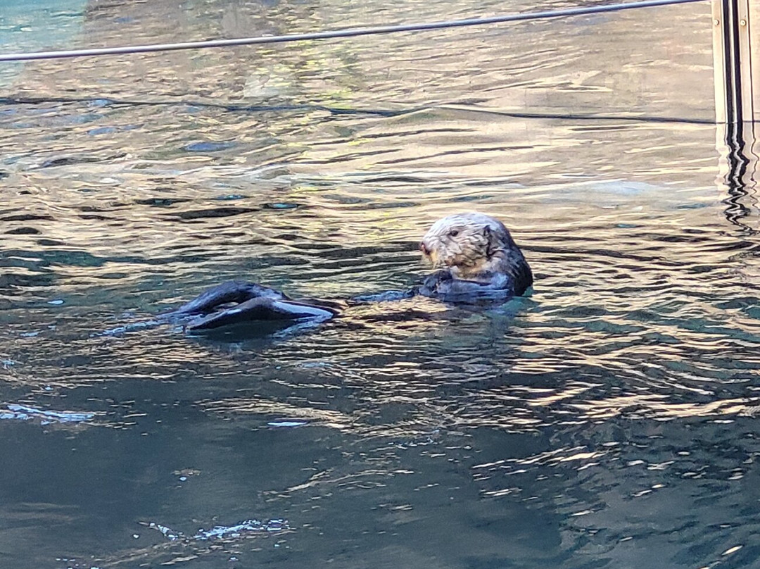 Point Defiance Zoo & Aquarium景点图片