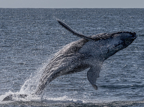 Cat Balou Cruises-伊登港必去景点