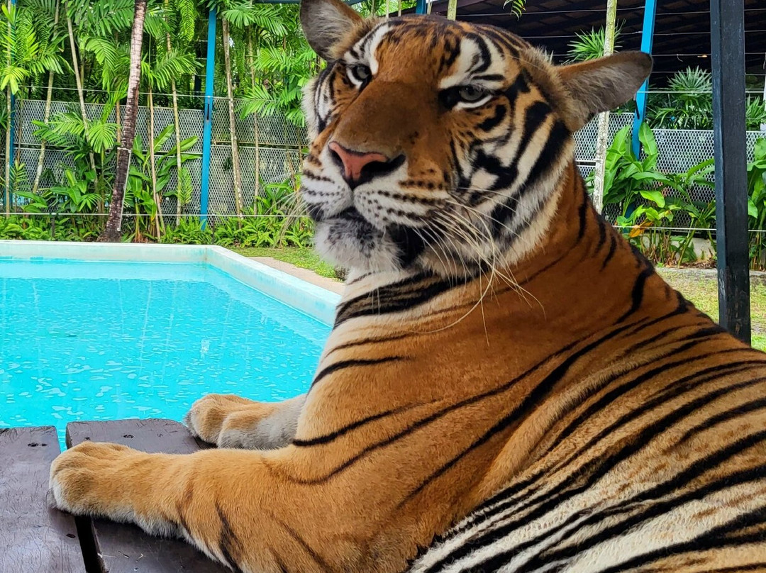 Tiger PARK Phuket景点图片