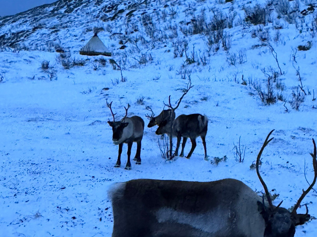 Wondering Reindeer-特罗姆瑟必去景点