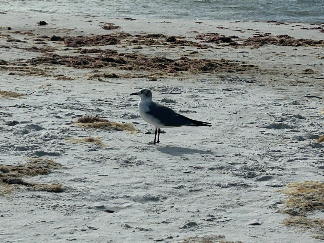 Bowditch Point Park-迈尔斯堡海滩必去景点