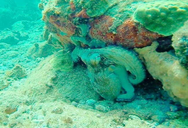 La Dive Bouteille - Plongees des Saintes-Terre-de-Haut必去景点