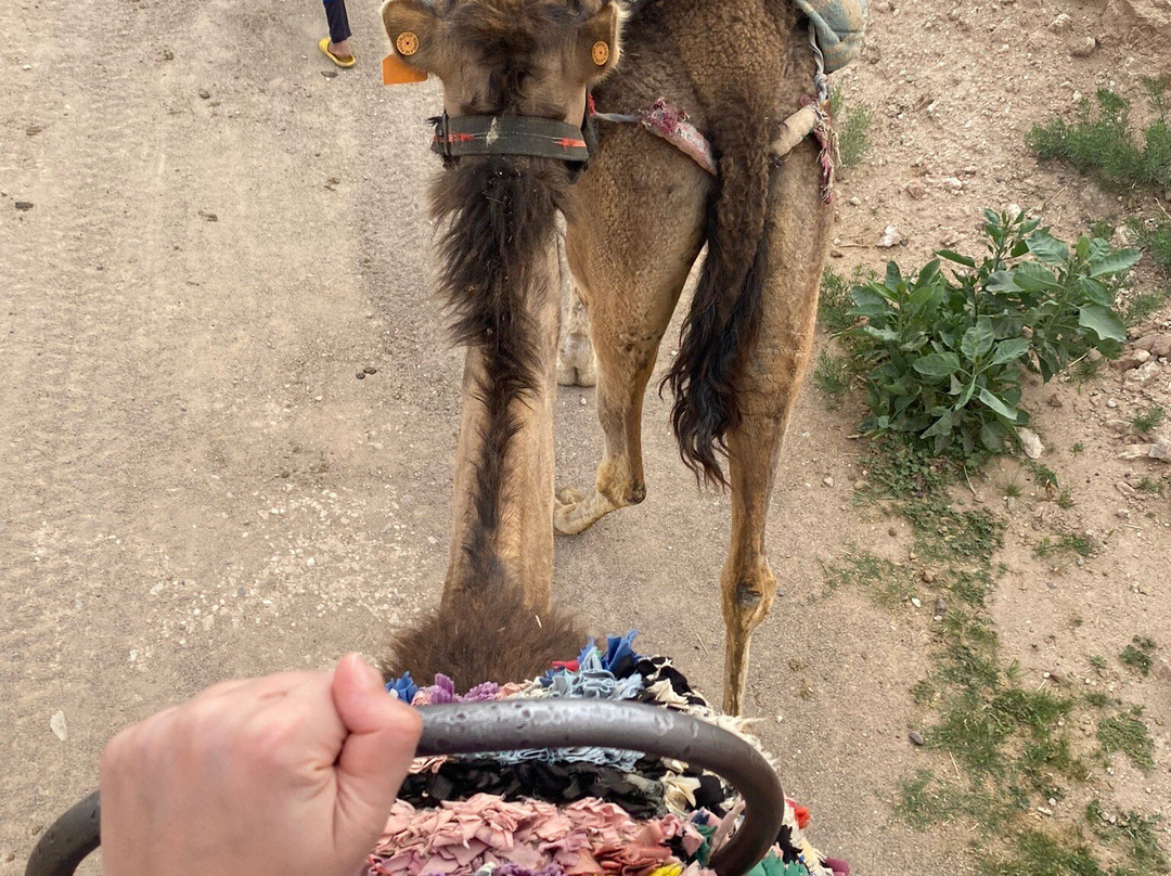 Marrakech Cab Travel-马拉喀什必去景点