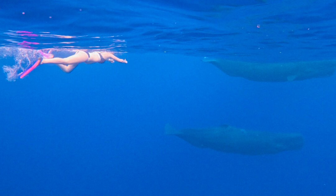 Ocean Brothers Mauritius-塔玛琳必去景点