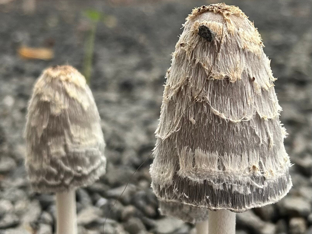 Bodhi Tree Yoga Resort主图