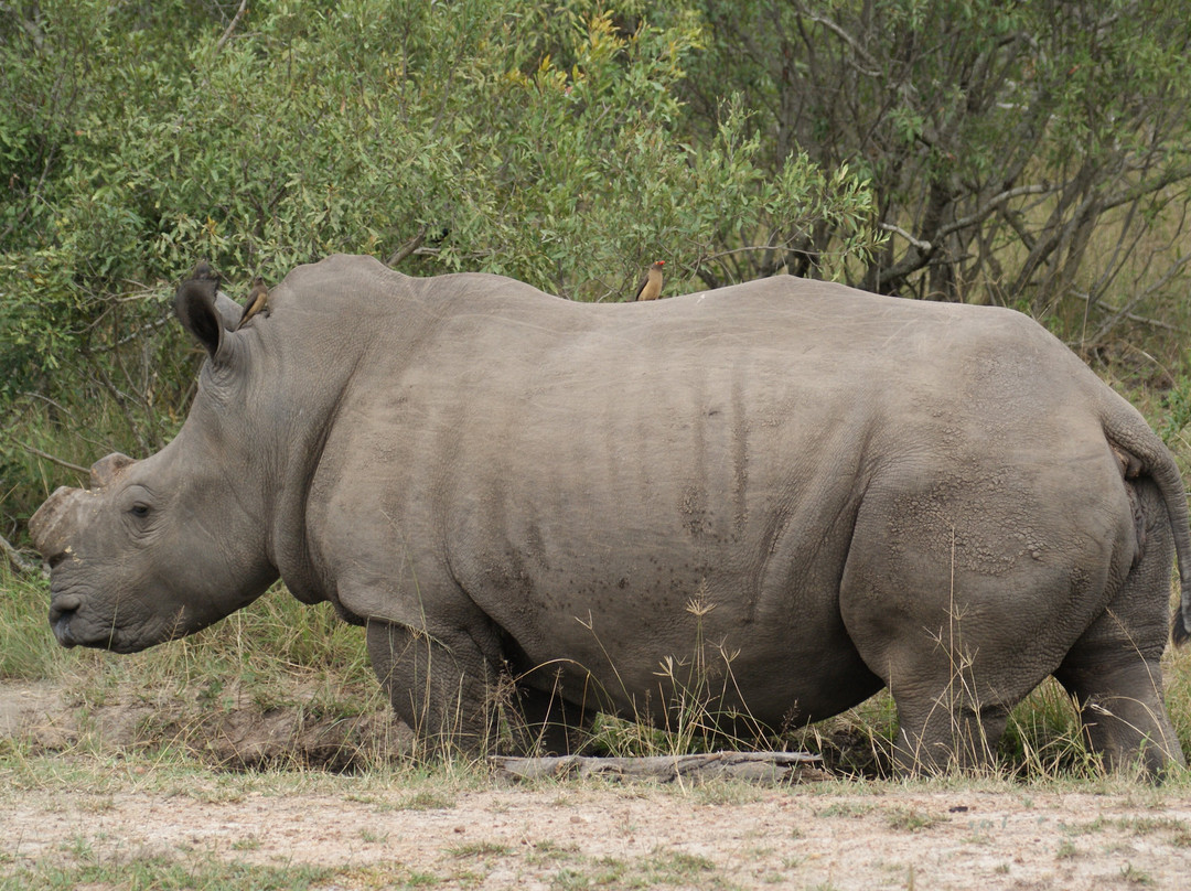 Lihlosi Safari and Touring-马里兰必去景点