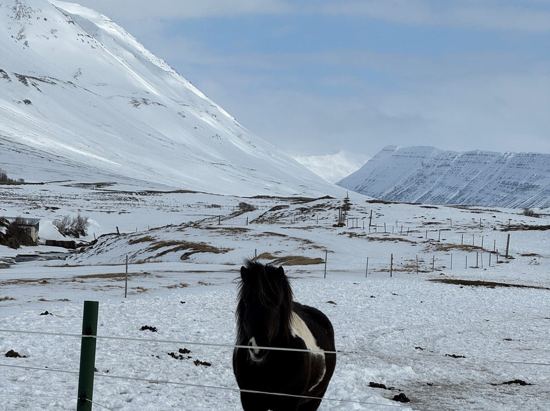 Yogihorse Iceland景点图片