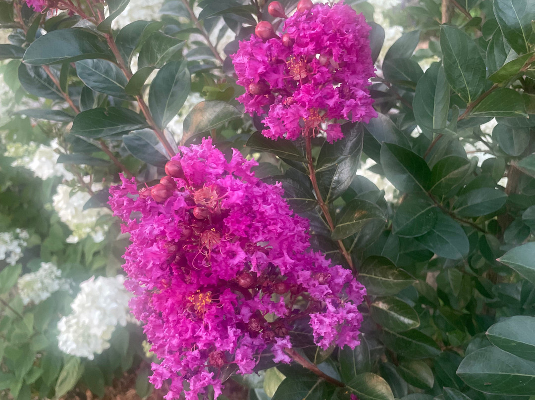 Springhill Plantation- Winery and BnB主图