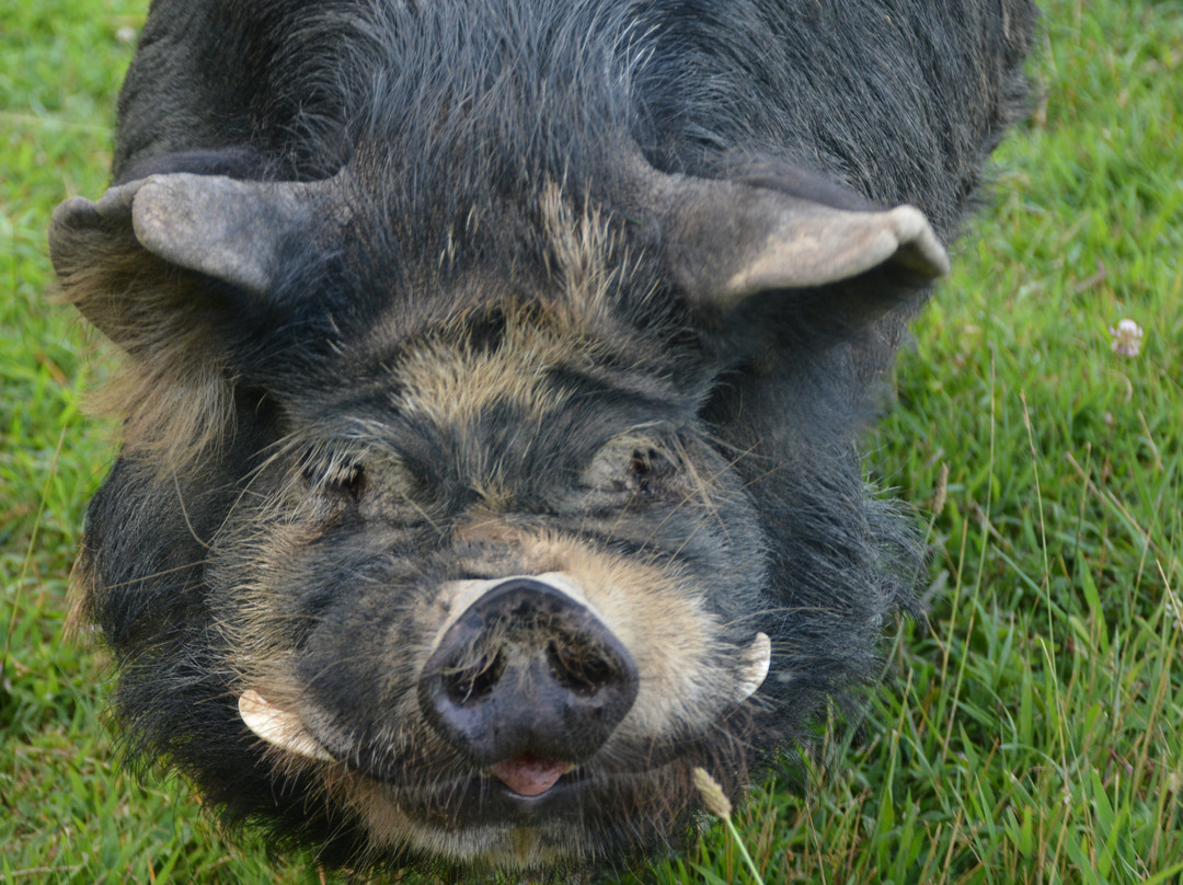 Little Tail Farms-Dunlap必去景点