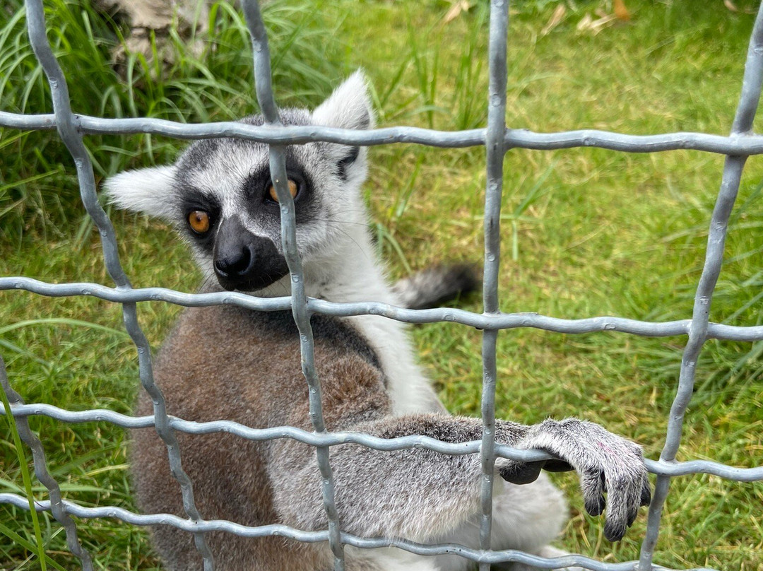 Mini ZOO Land景点图片