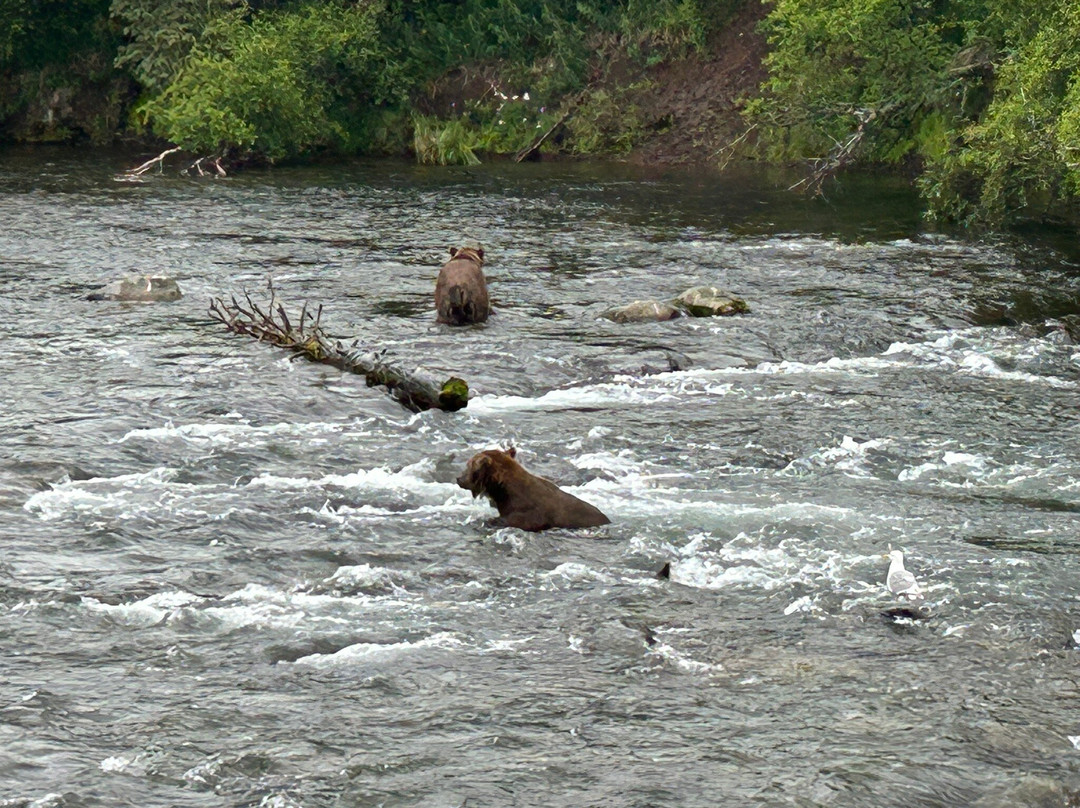 Brooks River-卡特迈国家公园及自然保护区必去景点
