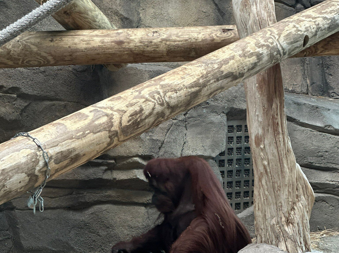 Virginia Zoo-诺福克必去景点