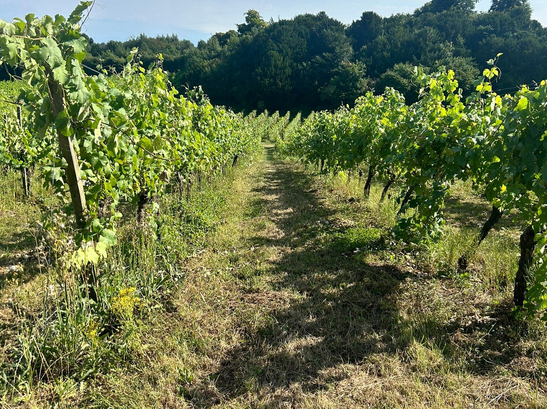 Denbies Vineyard Hotel主图