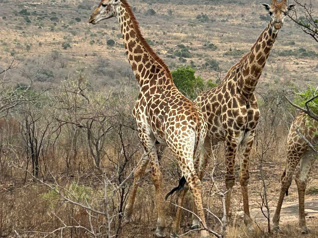 Durban Safaris and Tours景点图片