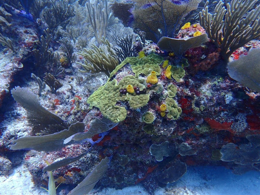 Dive with Ruben-从莫雷洛斯港必去景点