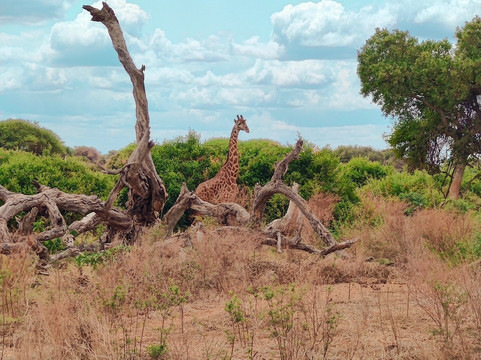Natural World Kenya Safaris - Diani-迪亚尼必去景点