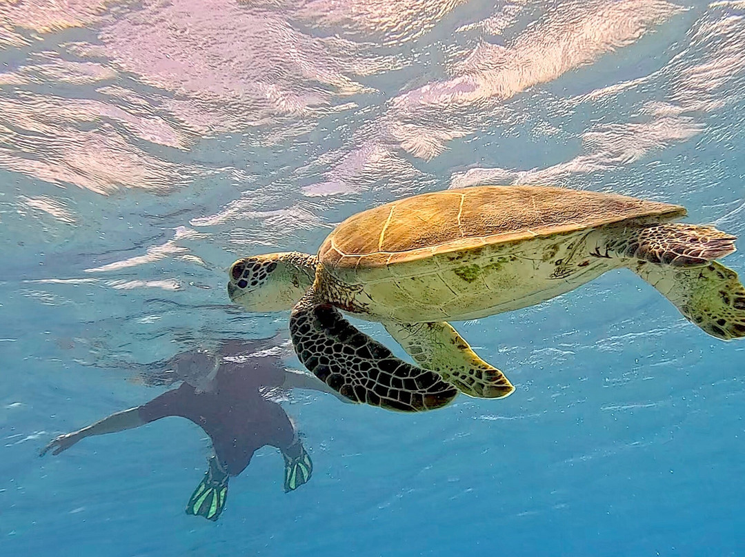 Amazing Bonaire-Hato必去景点