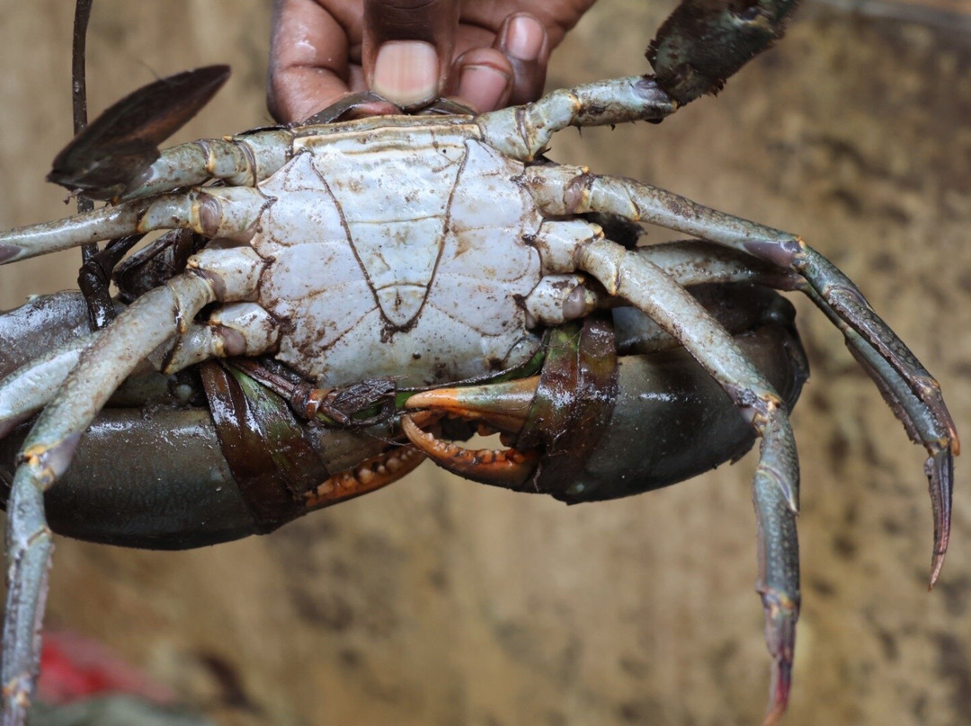 Pugu Hills Forest Reserve-Dar es Salaam必去景点