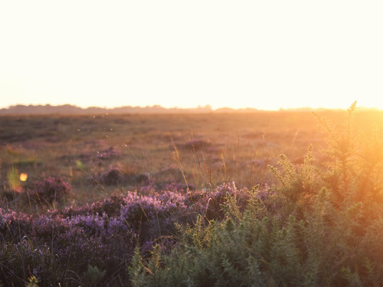 Galway's Living Bog-Mountbellew必去景点