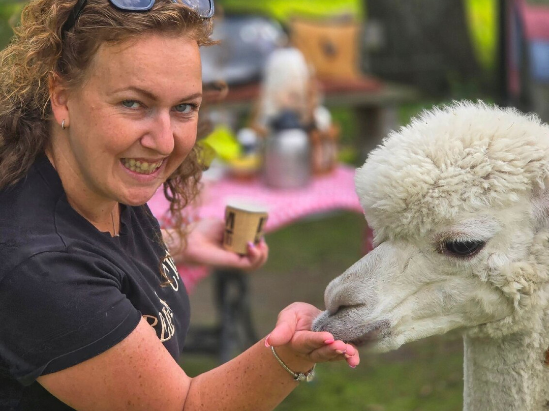 Alpaca Zeeland景点图片