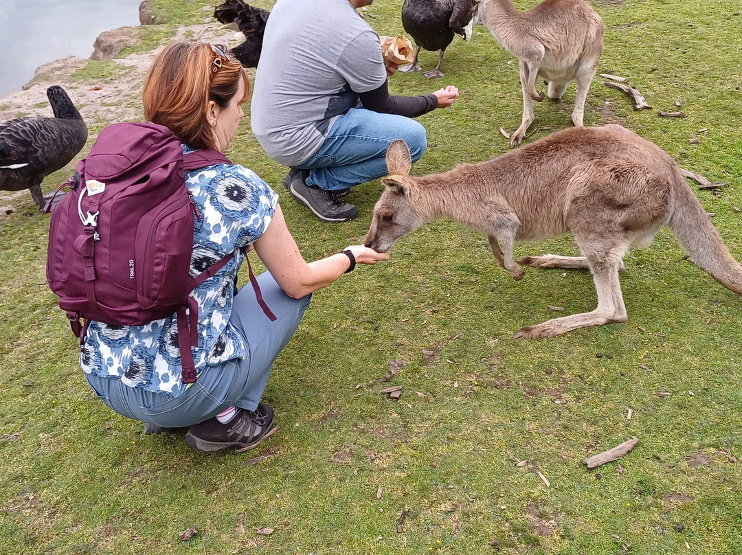 菲利普岛野生动物园-考斯必去景点