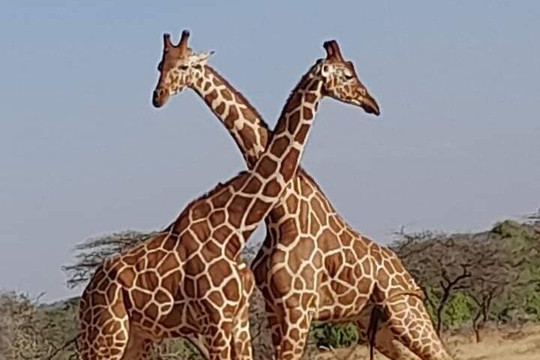 MSG Touristic Kenya-蒙巴萨必去景点