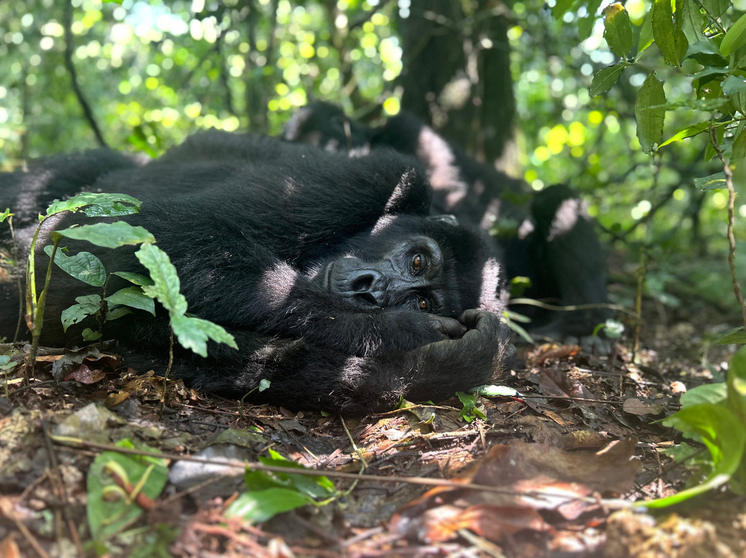Cisticola Birding and  Nature Tours Uganda-恩德培必去景点