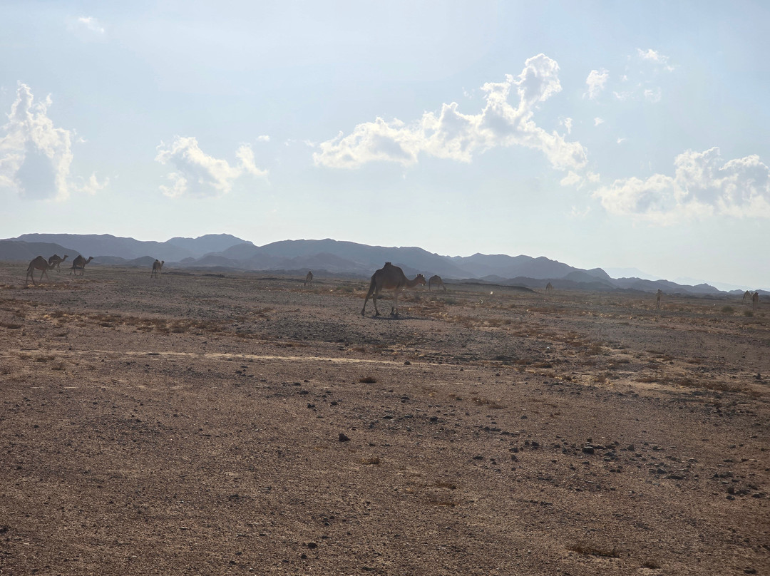 Wadi El Gemal National Park景点图片