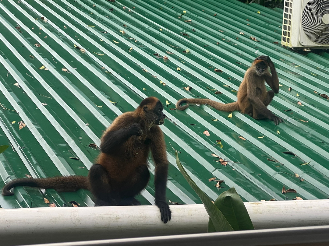 Hotel Serendipity Tortuguero主图