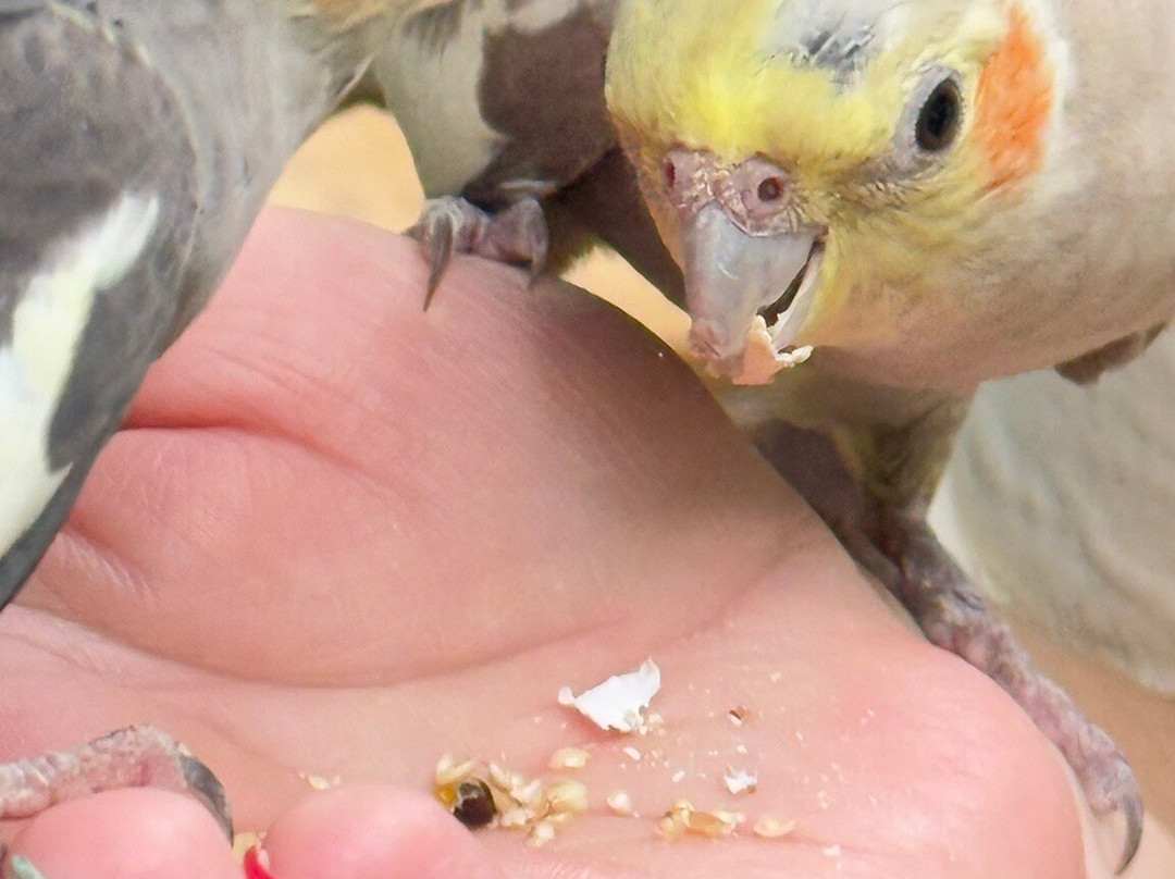 Cayman Parrot Sanctuary-East End必去景点
