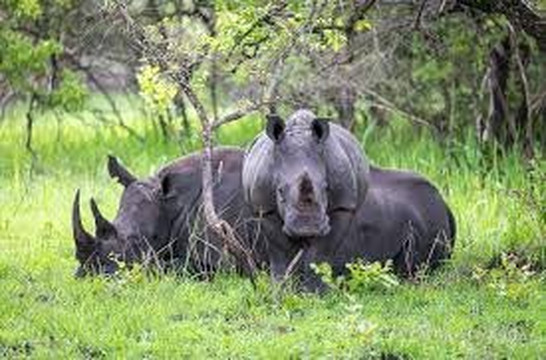 Sirmichaels Safaris-内罗毕必去景点