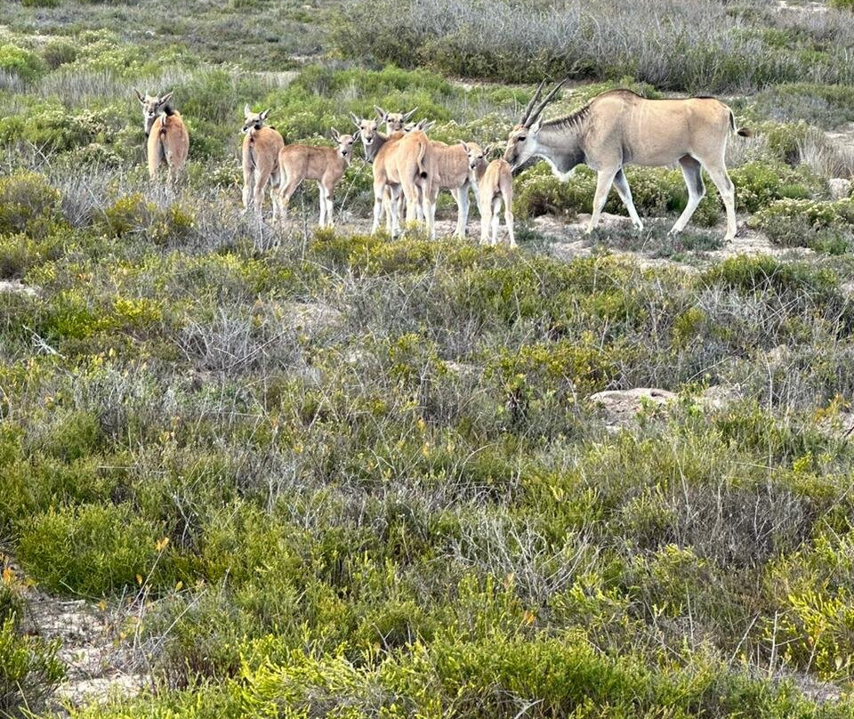 West Coast Safari-Yzerfontein必去景点