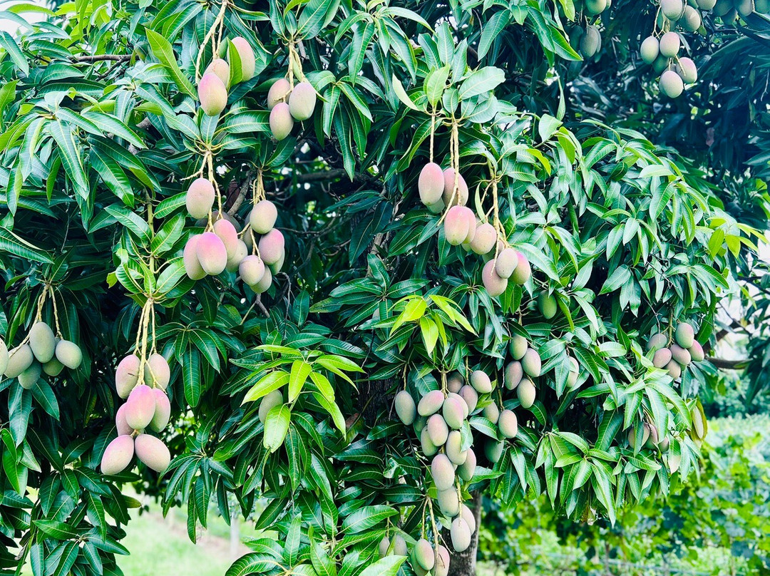 Vínicola Terra Nossa-Espirito Santo Do Pinhal必去景点