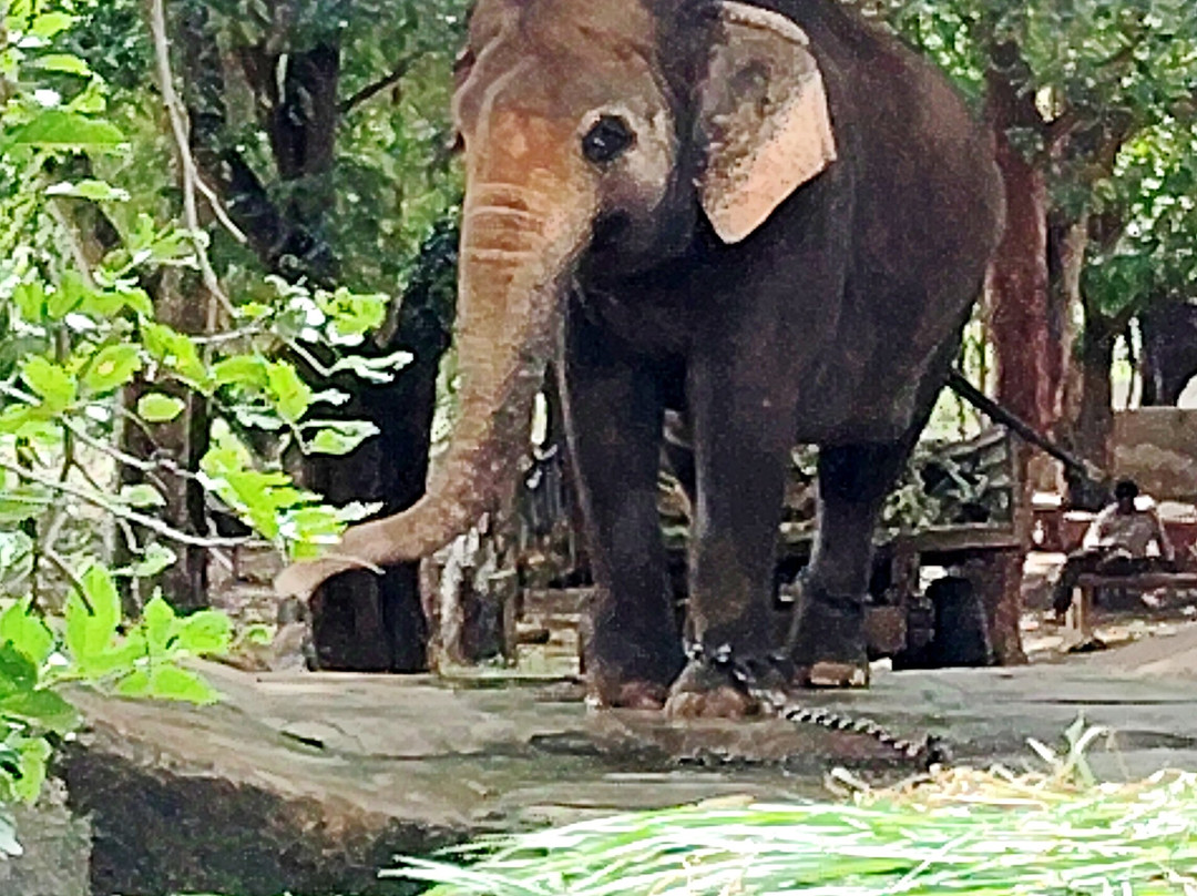 Sri Venkateswara National Park景点图片