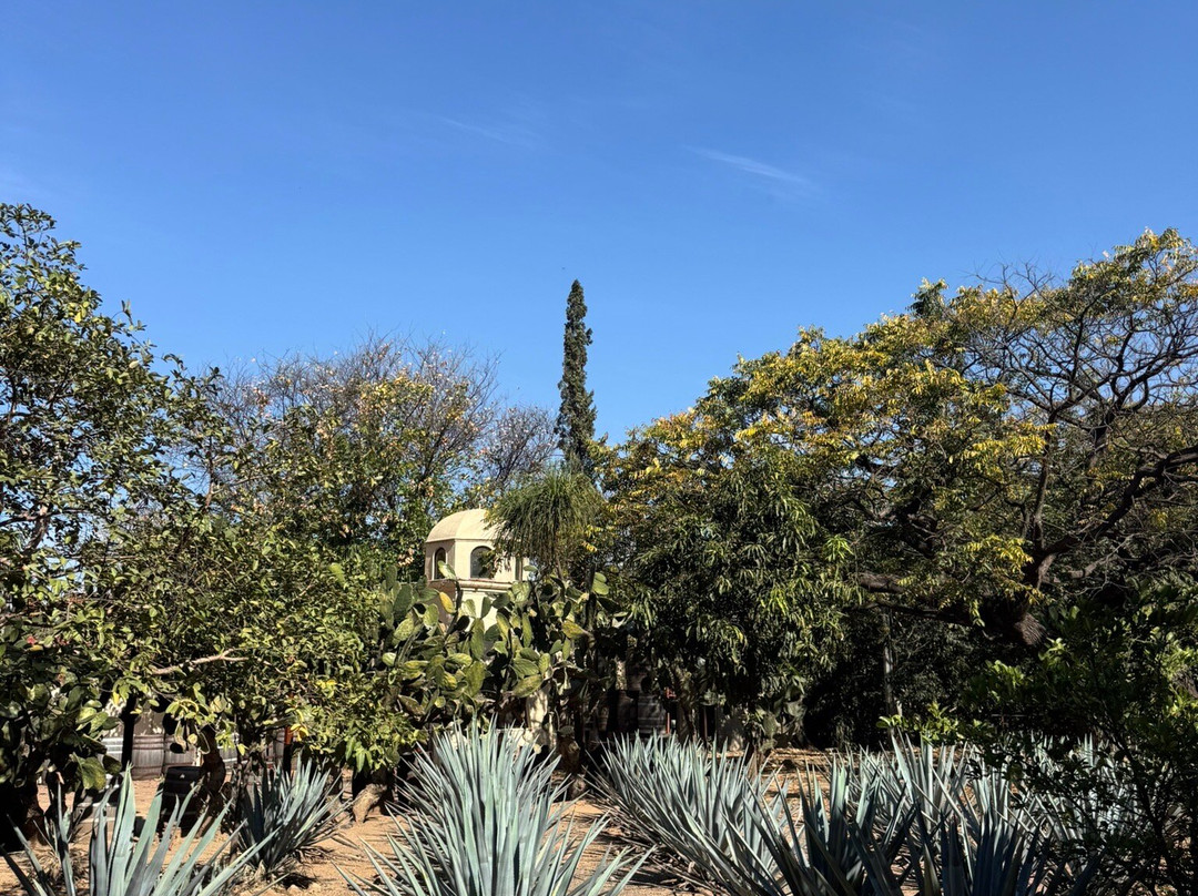 Cofradia Turistico 360-特基拉必去景点