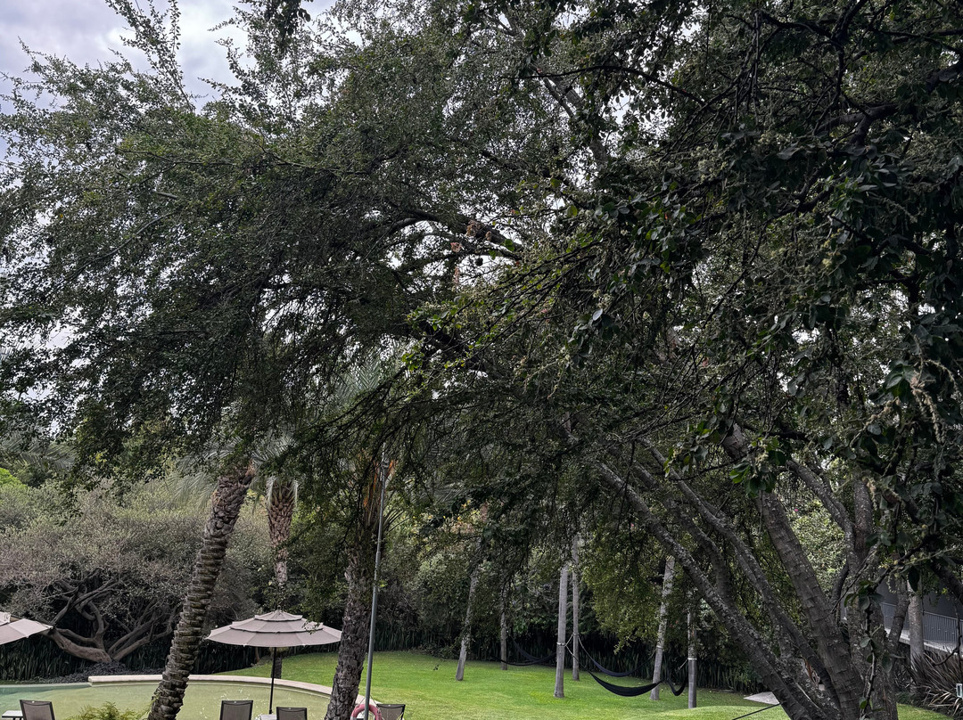 Huayacán Cuernavaca Curamoria Collection主图