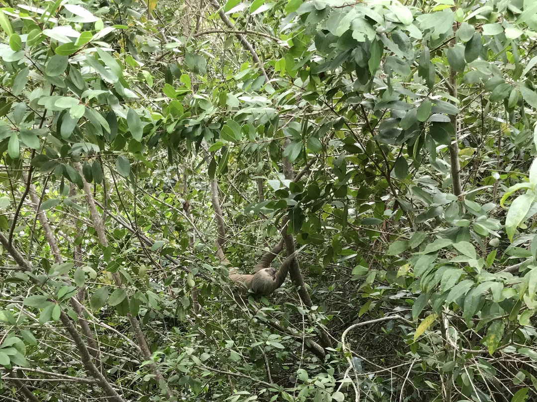Tortuguero Canal-利蒙港必去景点