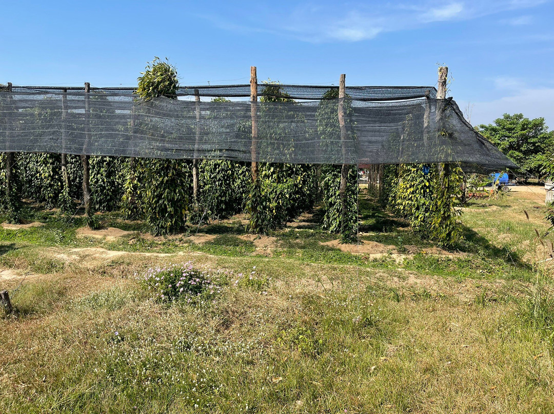 胡椒种植园-贡布必去景点