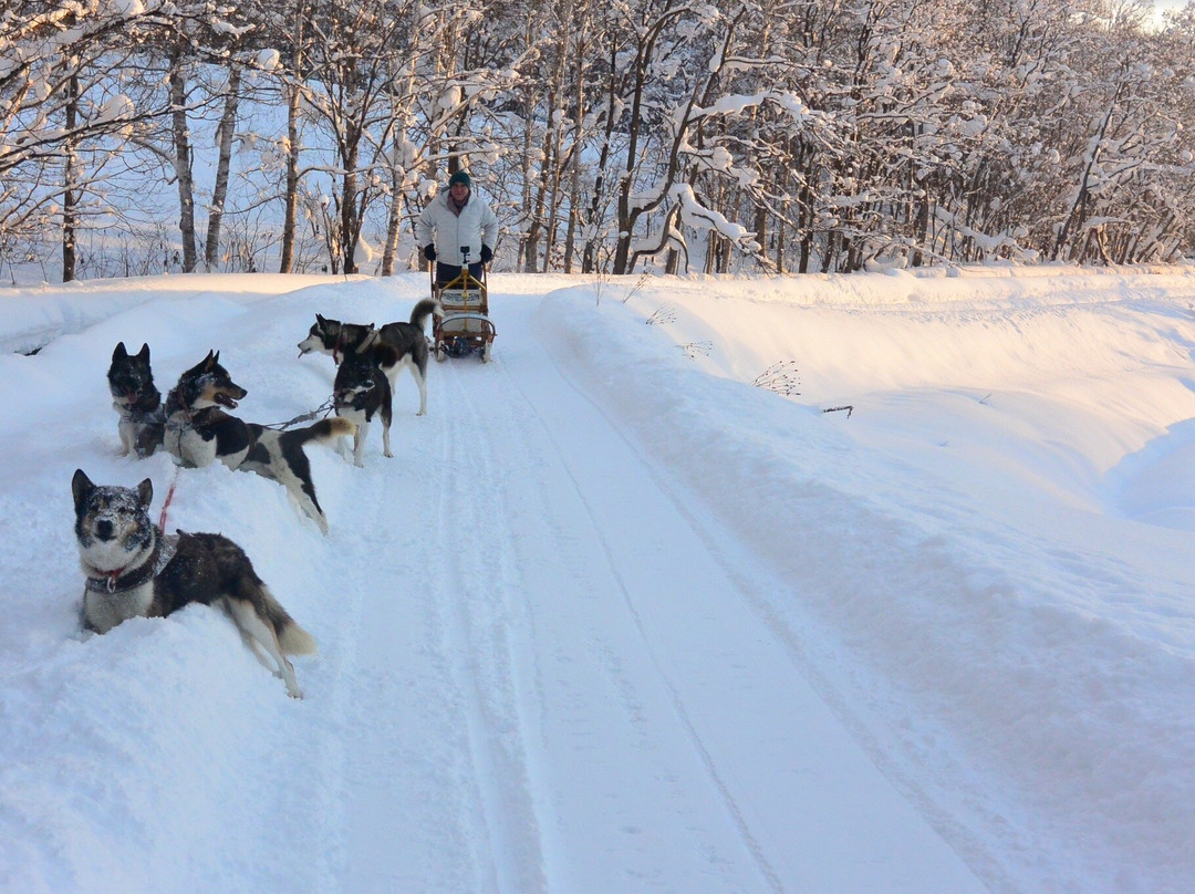 Moon Light Ladies Dog Sledding-鹰栖町必去景点