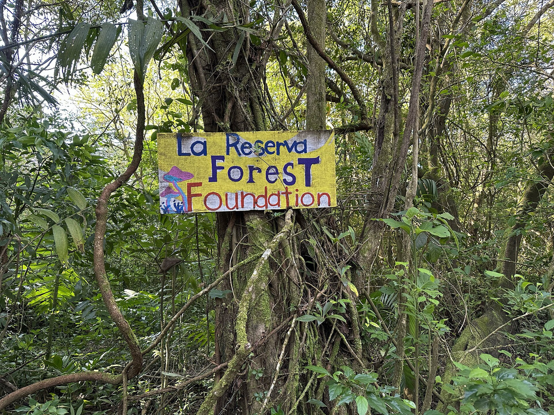 La Reserva Forest Reserve景点图片