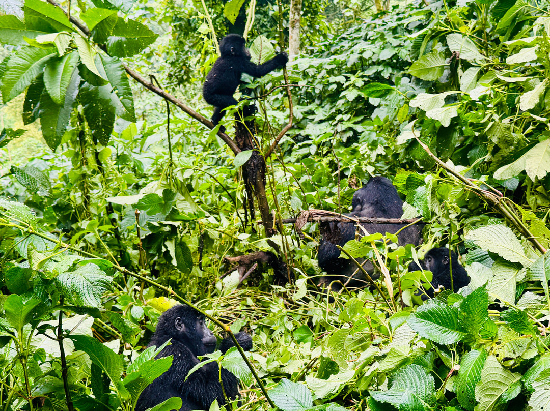 Go Gorilla Trekking-吉佳利必去景点