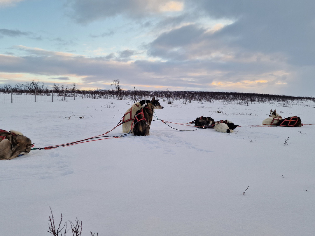 Gargia Husky The True North Experience-阿尔塔必去景点