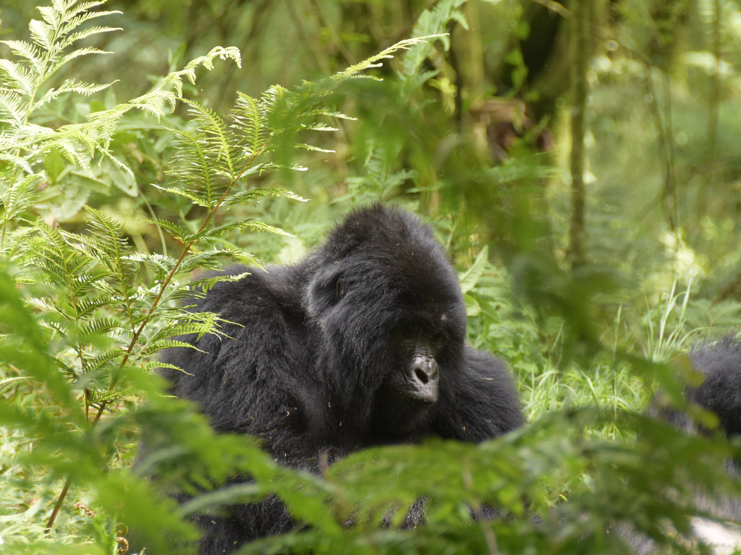 Experience Kigezi-Kisoro必去景点