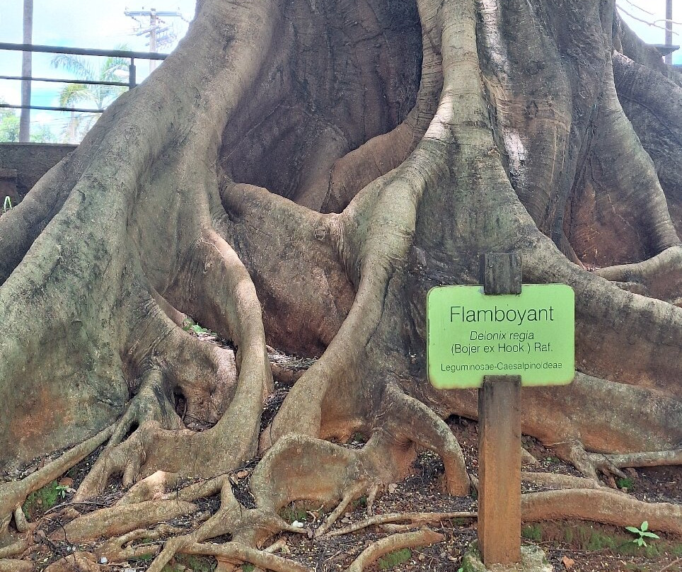 佛莱姆博雅特公园-戈亚尼亚必去景点