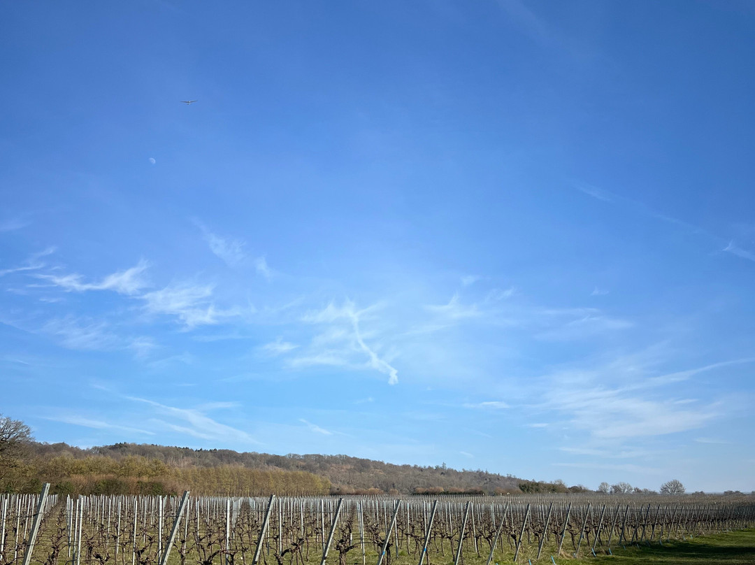 Westwell Wine Estate景点图片