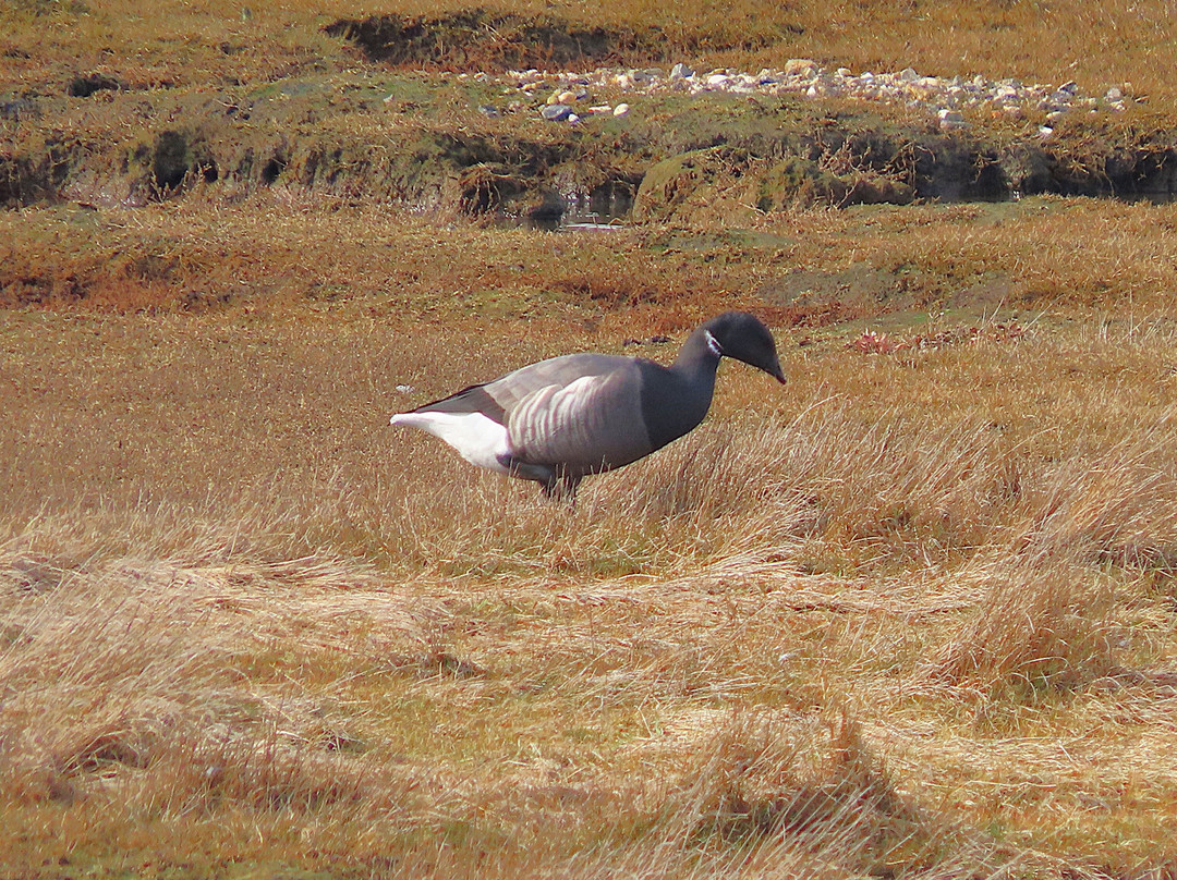 Lymington & Keyhaven Marshes景点图片