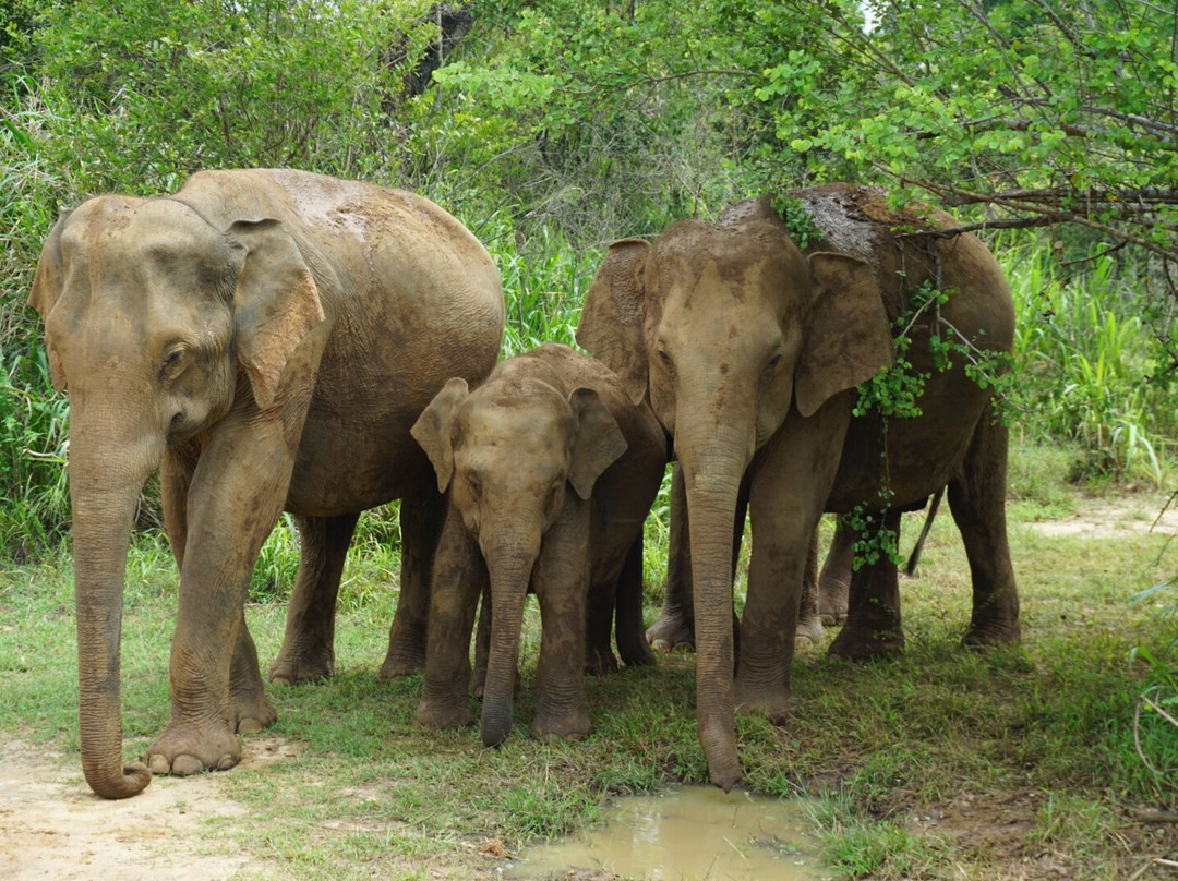 Srilankan Round Tours with Supun景点图片