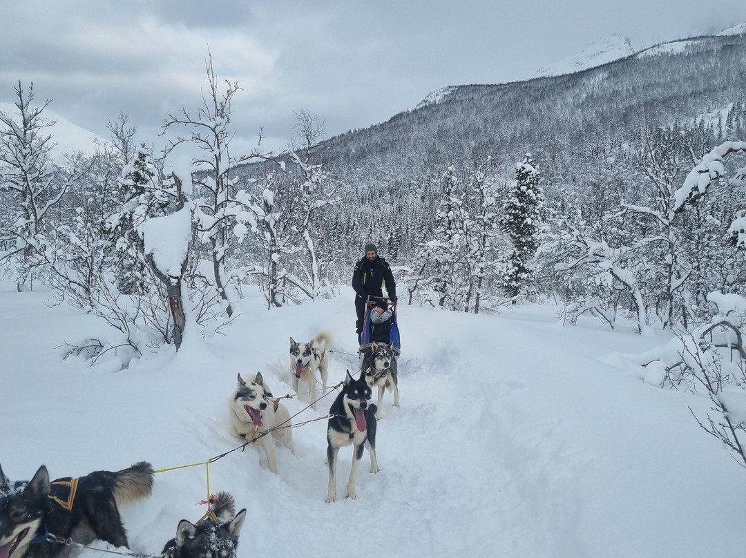 Northern Light Dog Adventure-Nordkjosbotn必去景点